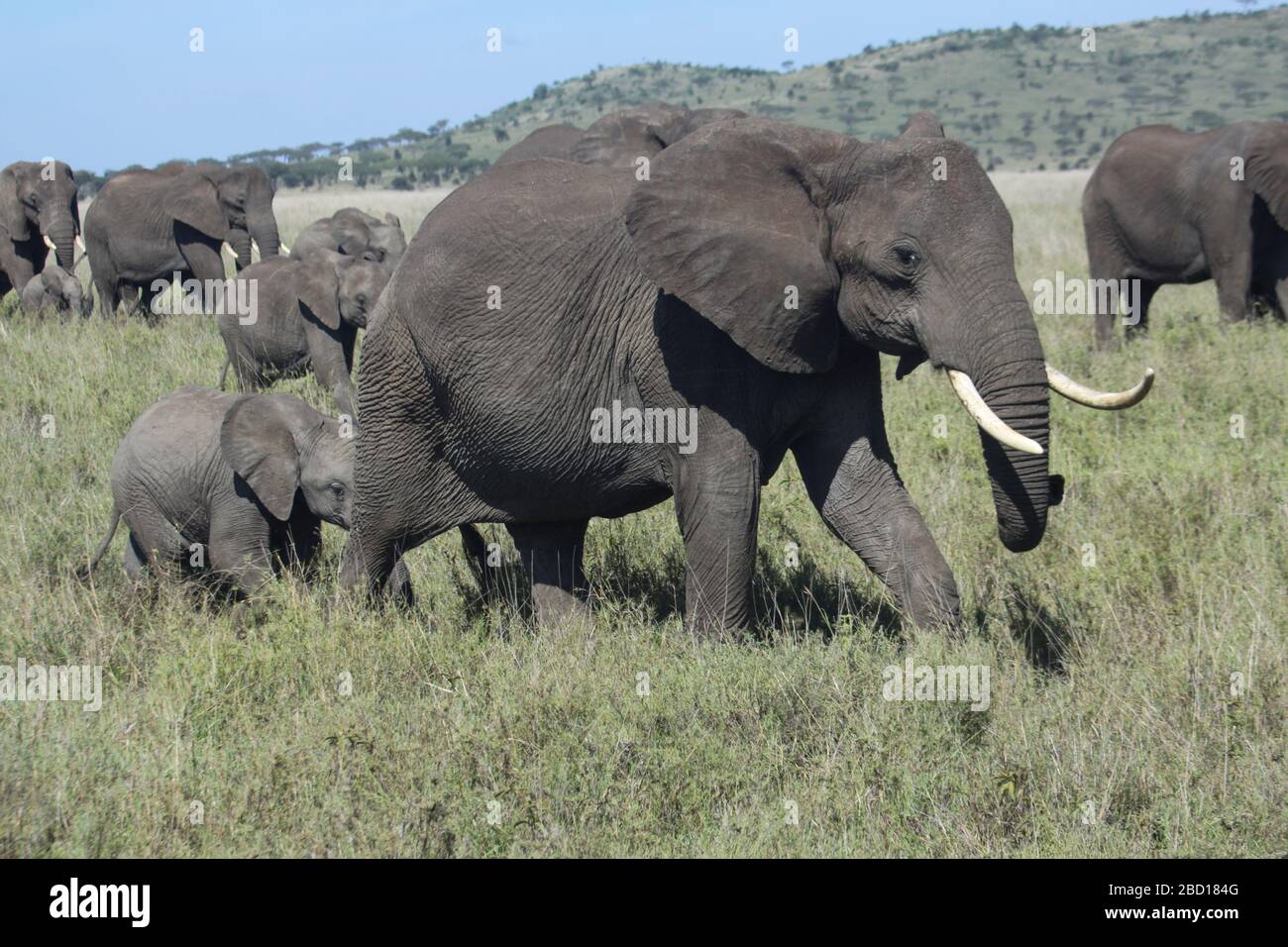 Una manada de elefantes africanos (Loxodonta africana) con sus jóvenes. Fotografiado en Tanzania Foto de stock