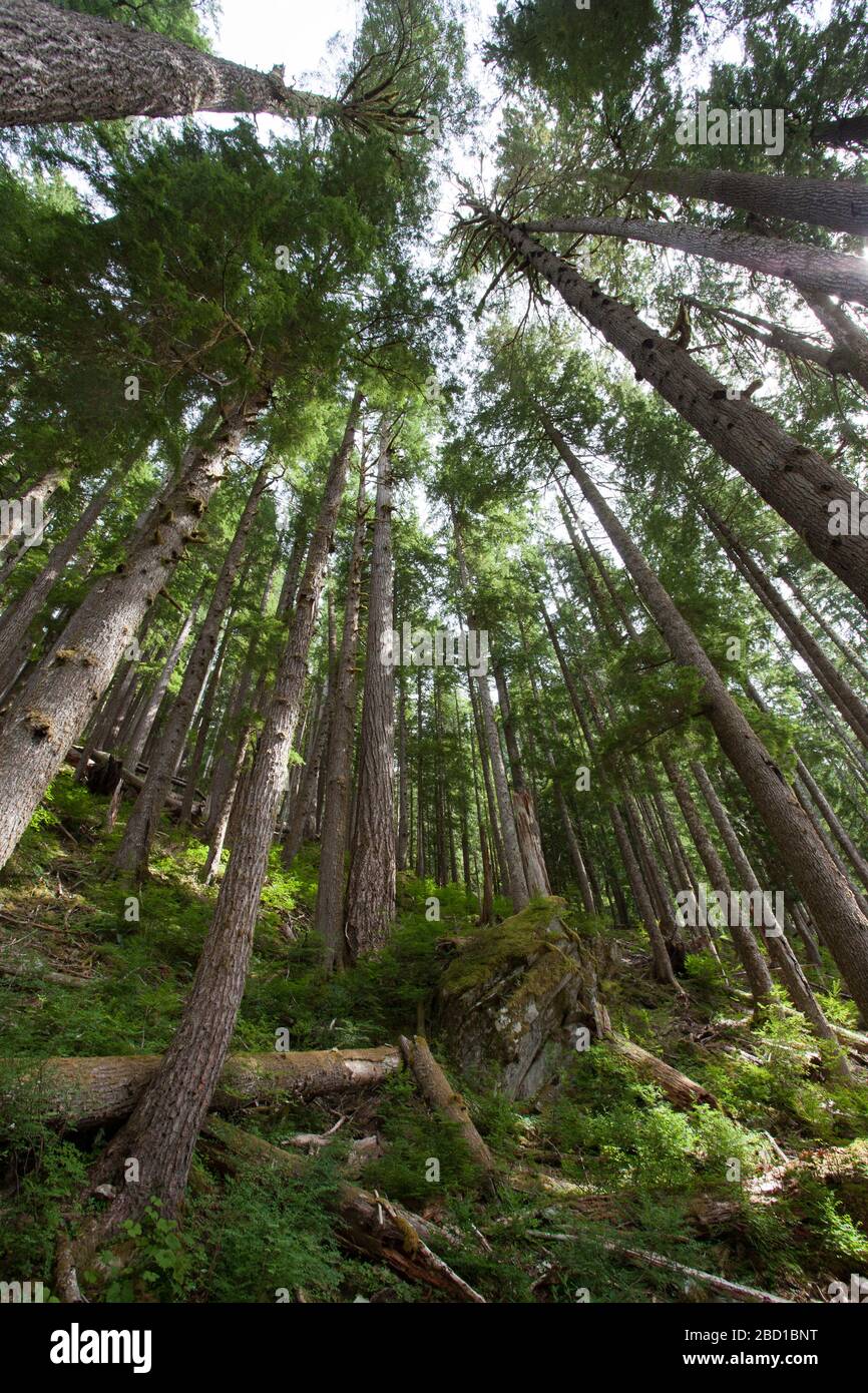 Una base de árboles perennes converge en un punto de perspectiva en un bosque. Foto de stock