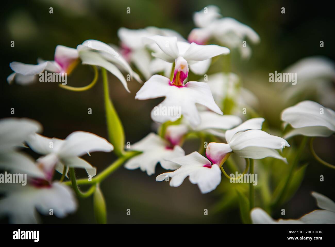 Hermosas orquídeas blancas de la Moth crecen en el jardín botánico.el  phalaenipsis exotico o la orquídea filipina de la tierra que crece en el  parque verde Fotografía de stock - Alamy