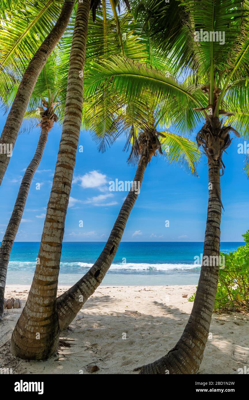 Caribe tropical soleado paraíso playa Foto de stock