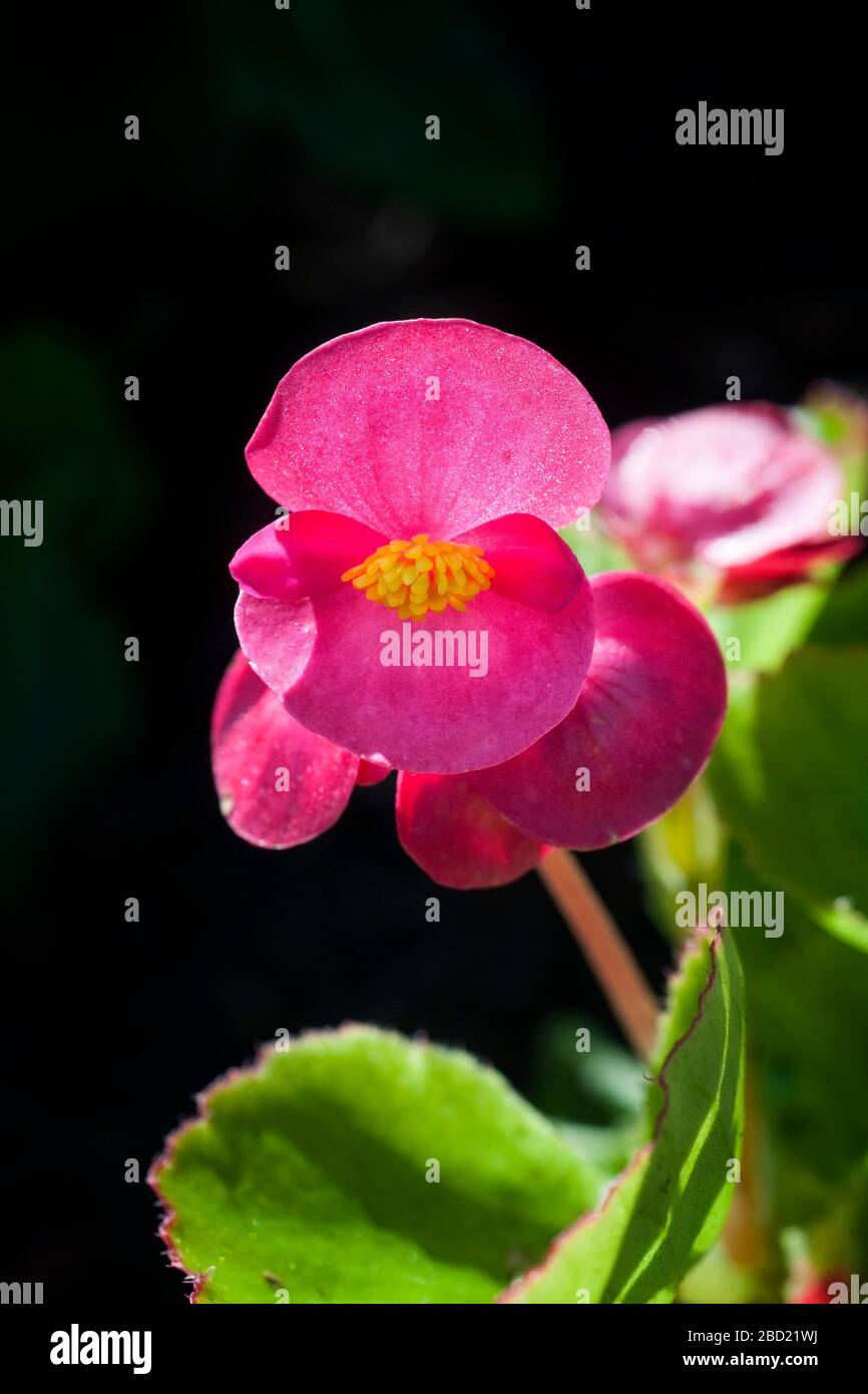 Planta de begonia de cera roja fotografías e imágenes de alta resolución -  Alamy