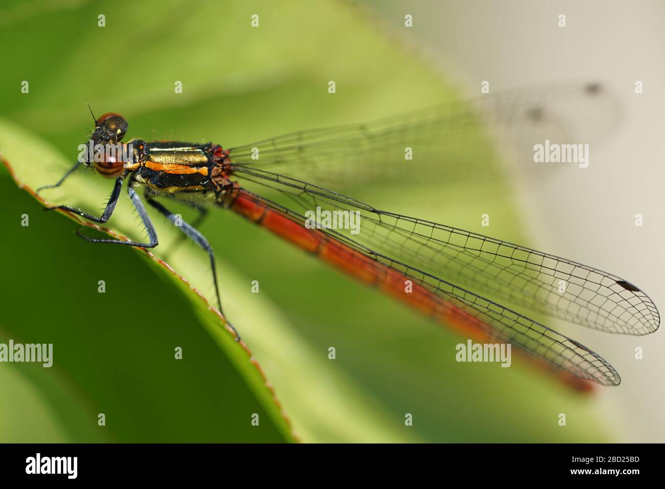 Primer plano de la libélula en la hoja Foto de stock
