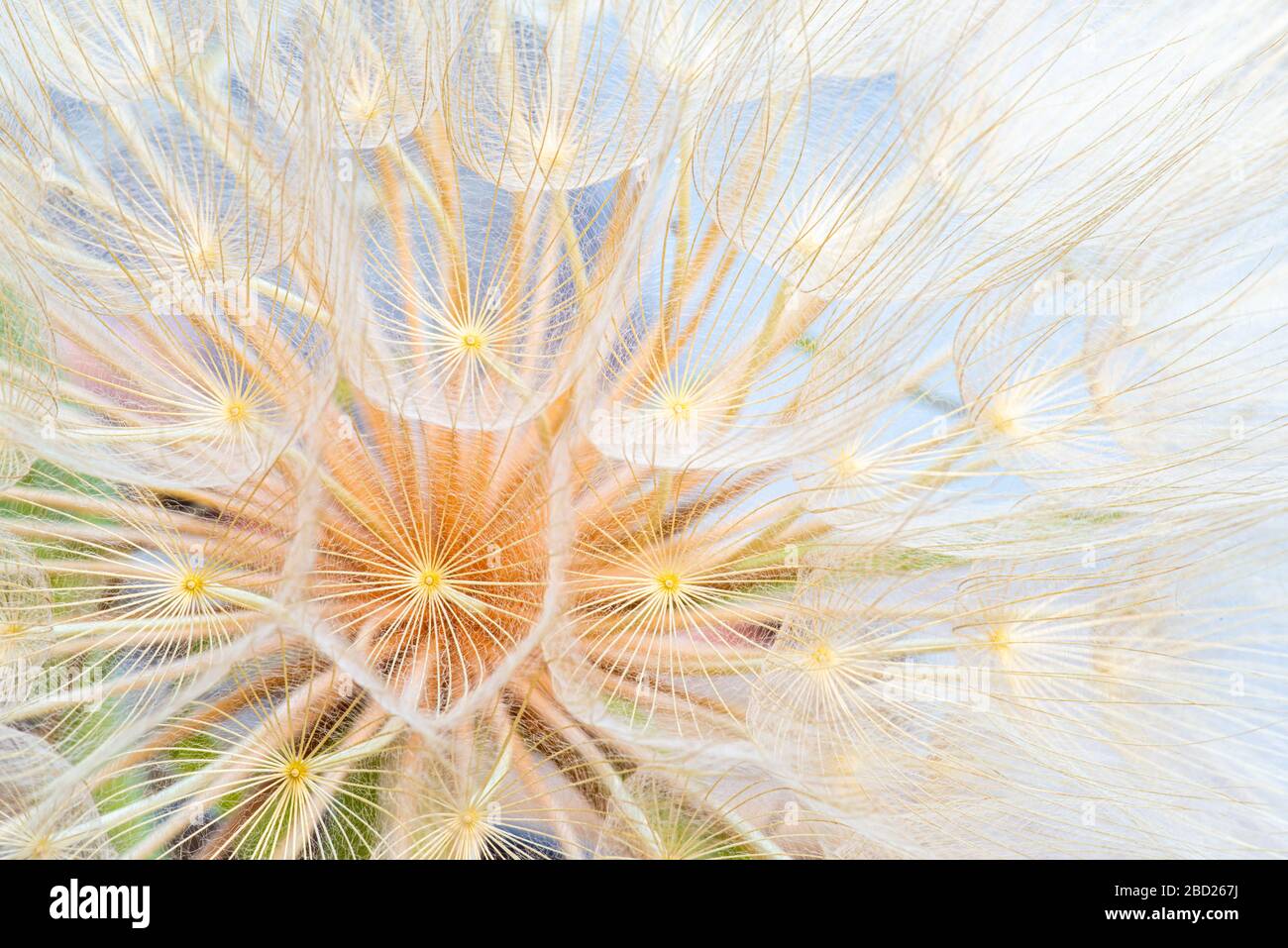 Primer plano de la cabeza gigante de la semilla del diente de león, primavera verano fondo abstracto. Foto de stock