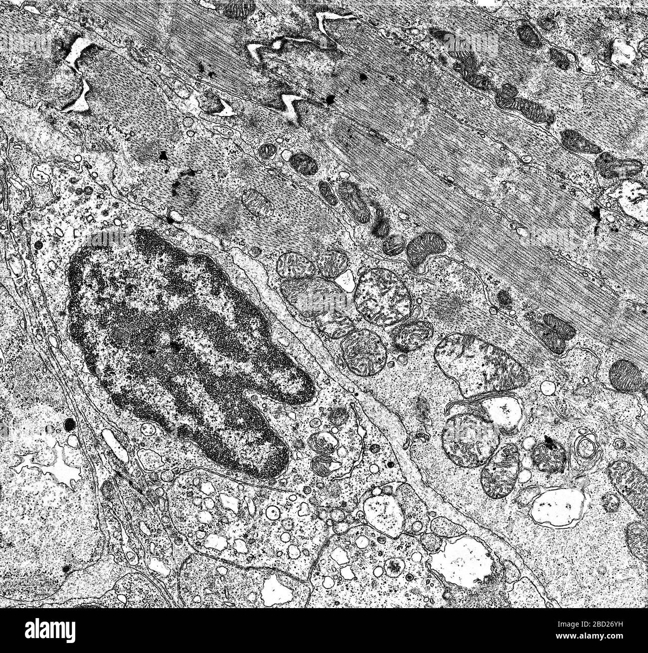 Núcleo celular y organelos bajo el microscopio electrónico 50,000x Foto de stock