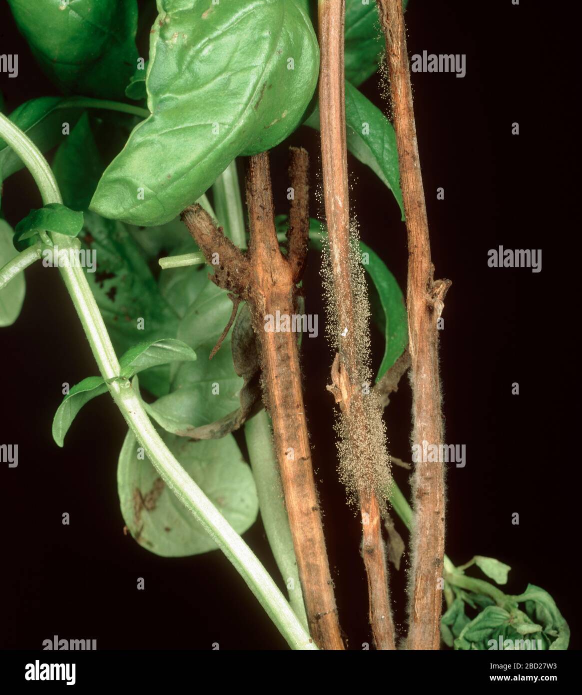 Infección micótica del moho gris (Botrytis cinerea) en el tallo de una planta herbácea de albahaca dulce (Ocimum basilicum) Foto de stock