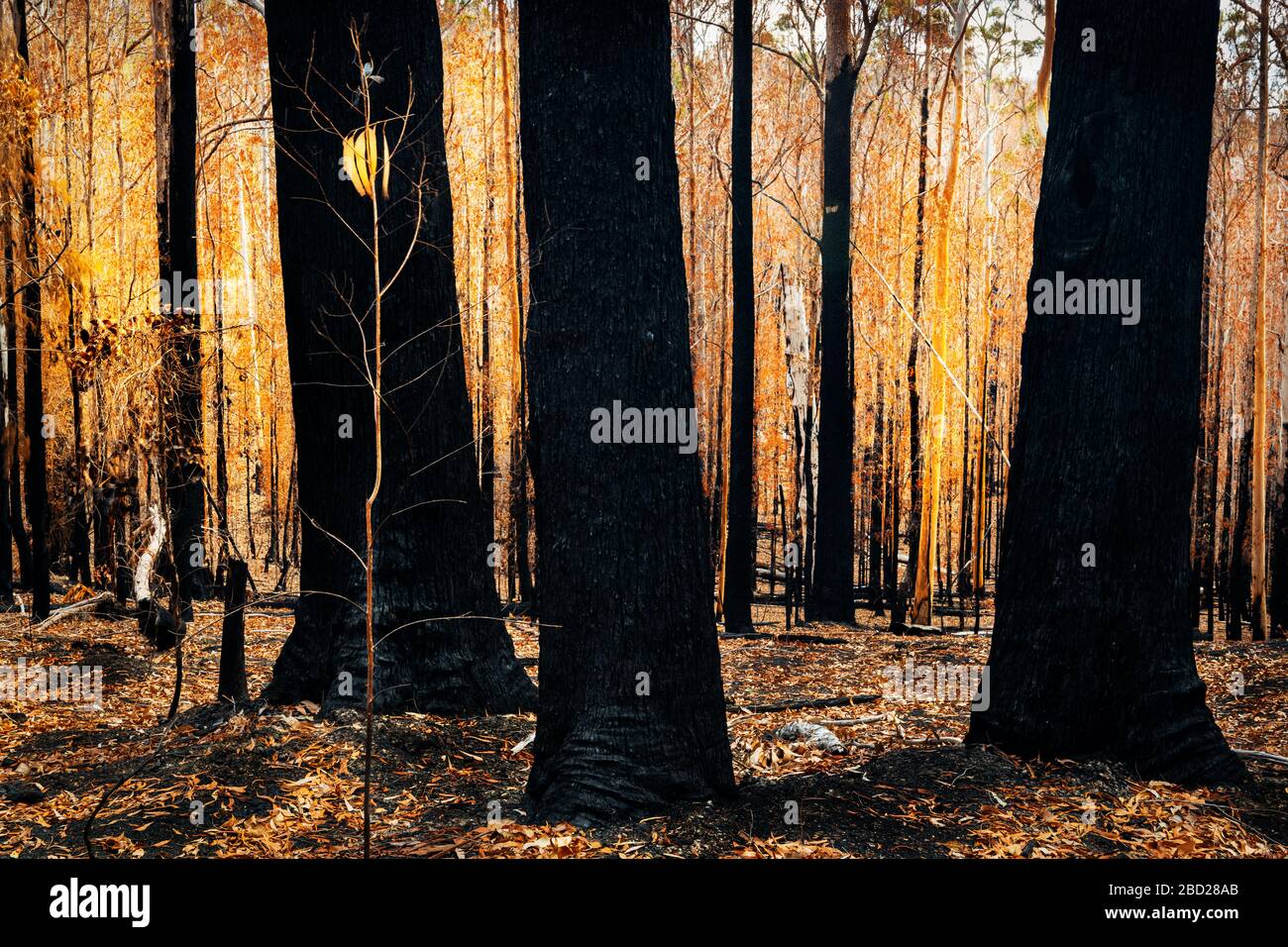 Bosque después de uno de los dramáticos incendios de arbustos en Australia. Foto de stock
