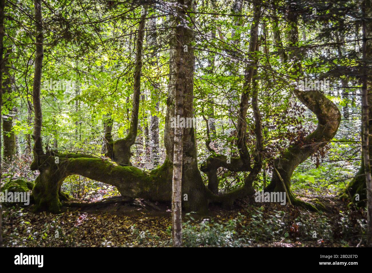 Árboles de forma extraña en el bosque, Corrèze, Francia. Foto de stock