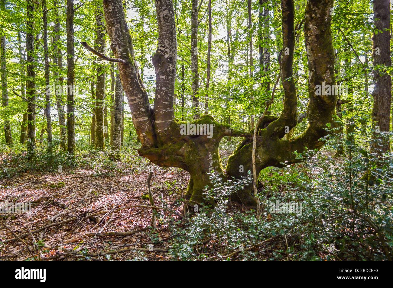Árboles de forma extraña en el bosque, Corrèze, Francia. Foto de stock