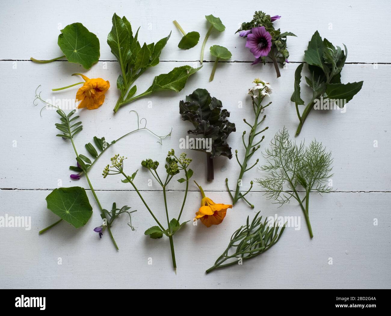 Plantas comestibles forrajadas en San Agnes, las Inletas de Scilly Foto de stock
