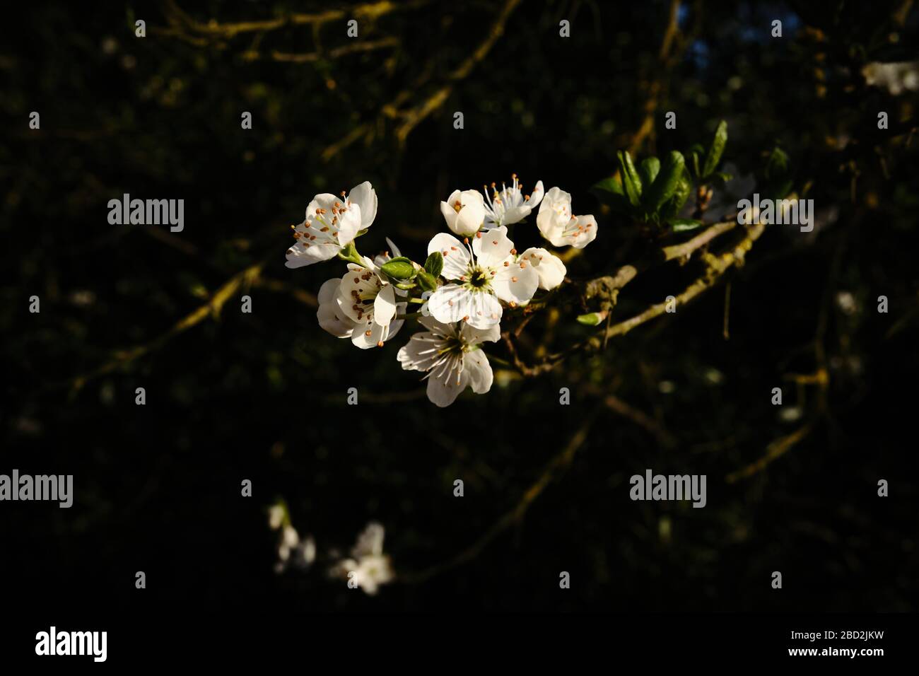 Flores silvestres de damomo Prunus domestica insititia pétalos blancos iluminados por el sol de la tarde con fondo sombreado Foto de stock