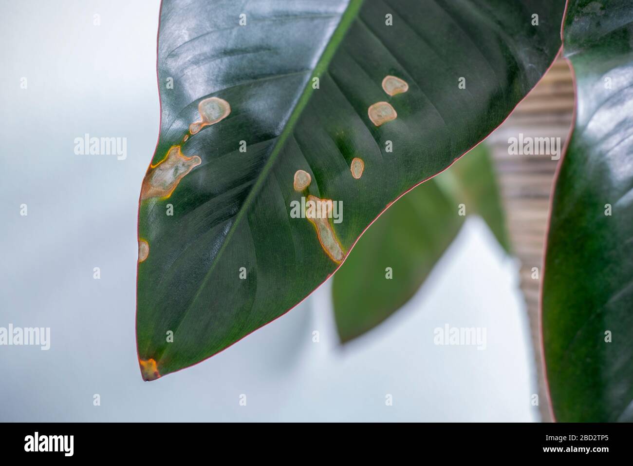 Puntas de hojas fotografías e imágenes de alta resolución Alamy