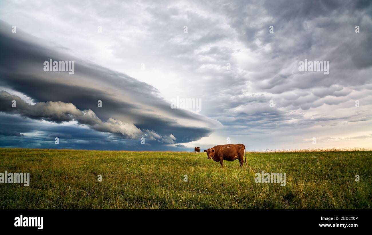 La nube de estante de una tormenta que se aproxima aparece en el horizonte con vacas pastando en un campo Foto de stock