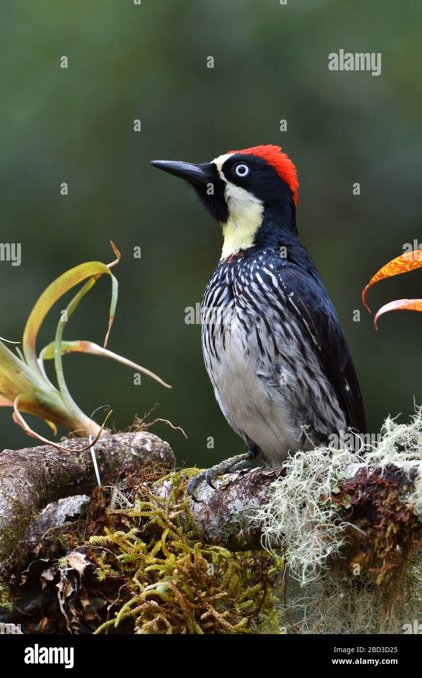 Acorn Woodpecker en el bosque nuboso de Costa Rica Foto de stock