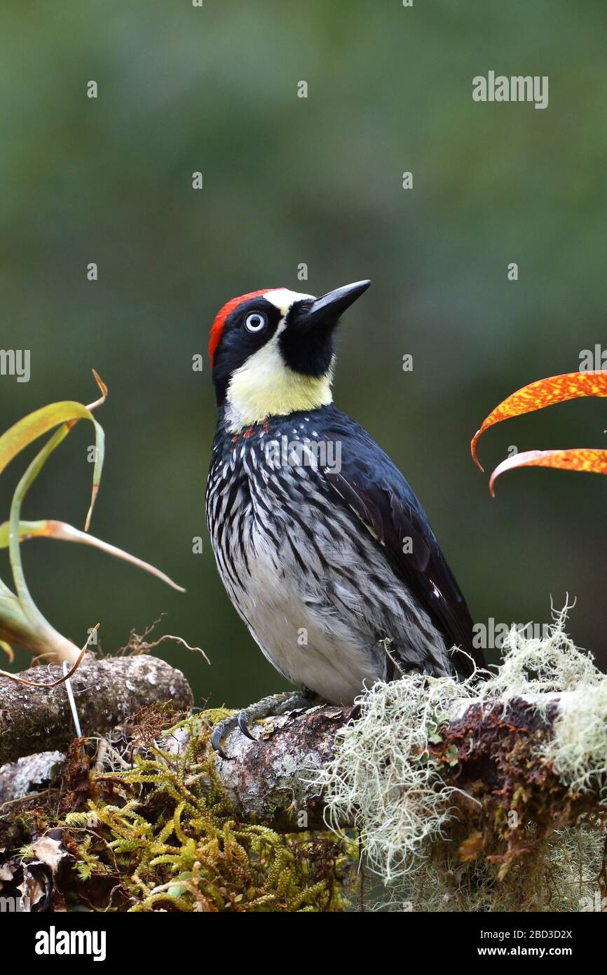Acorn Woodpecker en el bosque nuboso de Costa Rica Foto de stock