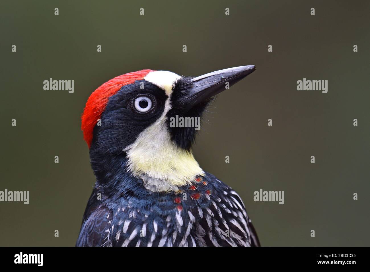 Acorn Woodpecker en el bosque nuboso de Costa Rica Foto de stock