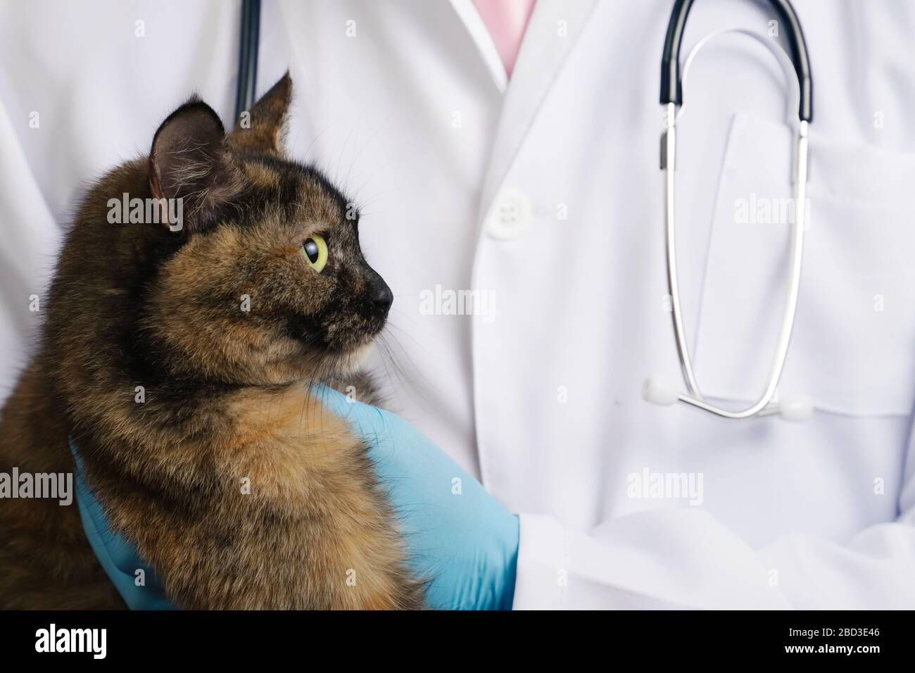 Veterinario en guantes de látex azul sosteniendo gato tricolor en clínica Foto de stock