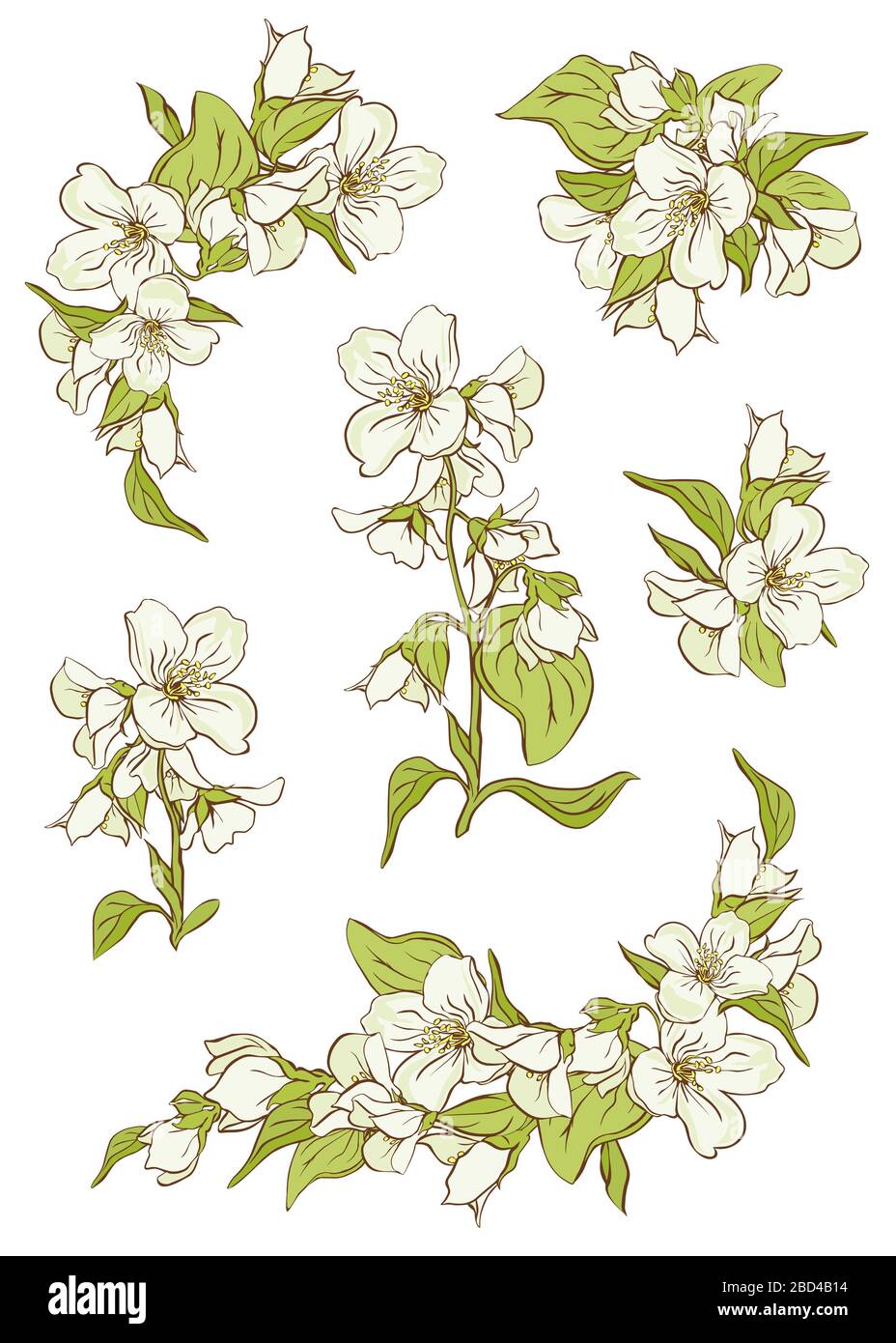 Ilustración de una rama de jazmín con flores blancas, hojas y yemas. Una  rama de jazmín floreciente con brotes y hojas verdes Fotografía de stock -  Alamy