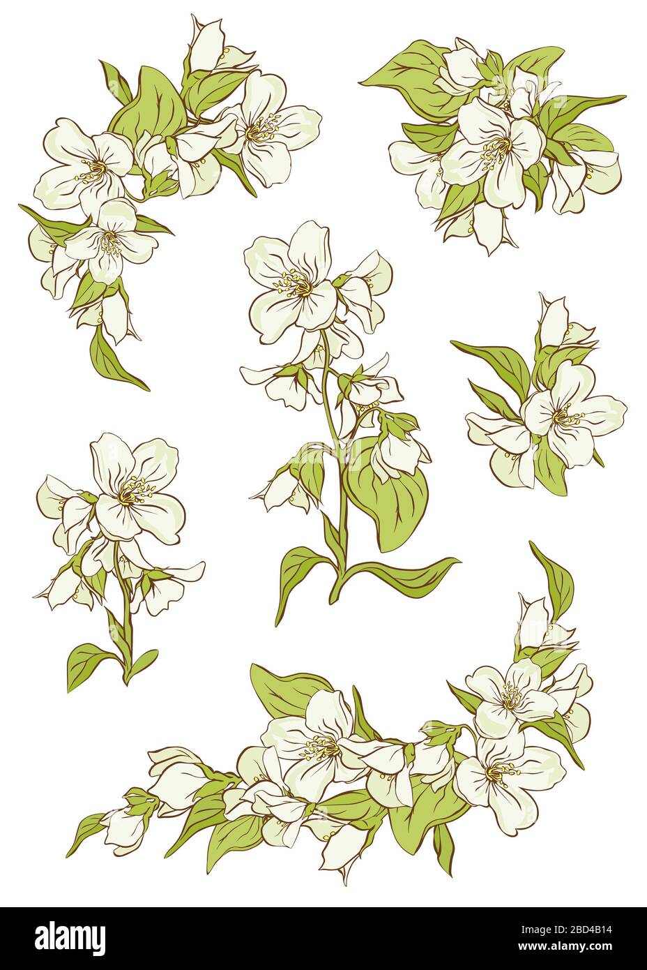 Ilustración de una rama de jazmín con flores blancas, hojas y yemas