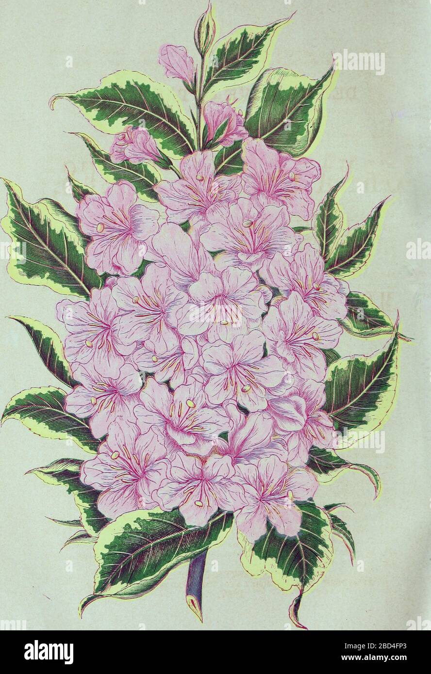 Ilustración histórica de la Flor - WIEGELA DE HOJAS VARIADAS - imagen de la página 7 del catálogo descriptivo de 'Ellwanger & Barry de árboles y arbustos ornamentales duros, rosas, etc., etc' (1868) Foto de stock