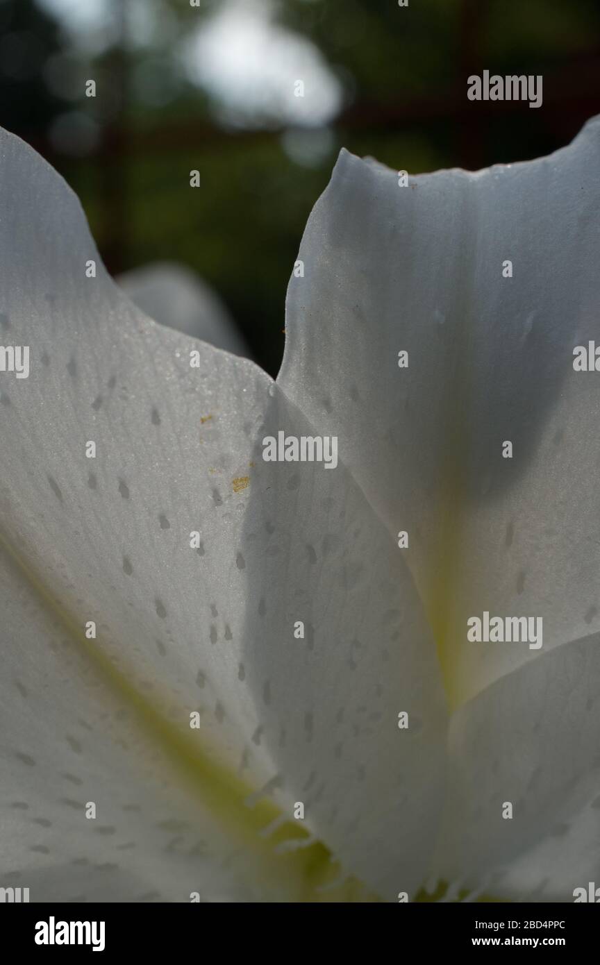 Forma de tulipán hecha de sombra y retroiluminación de la flor blanca en jardín de flores perennes privado Foto de stock