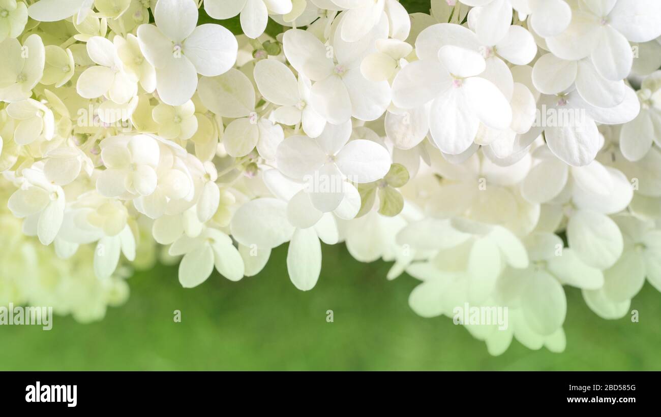Muchas pequeñas flores de hortensia blanco sobre un fondo verde Fotografía  de stock - Alamy