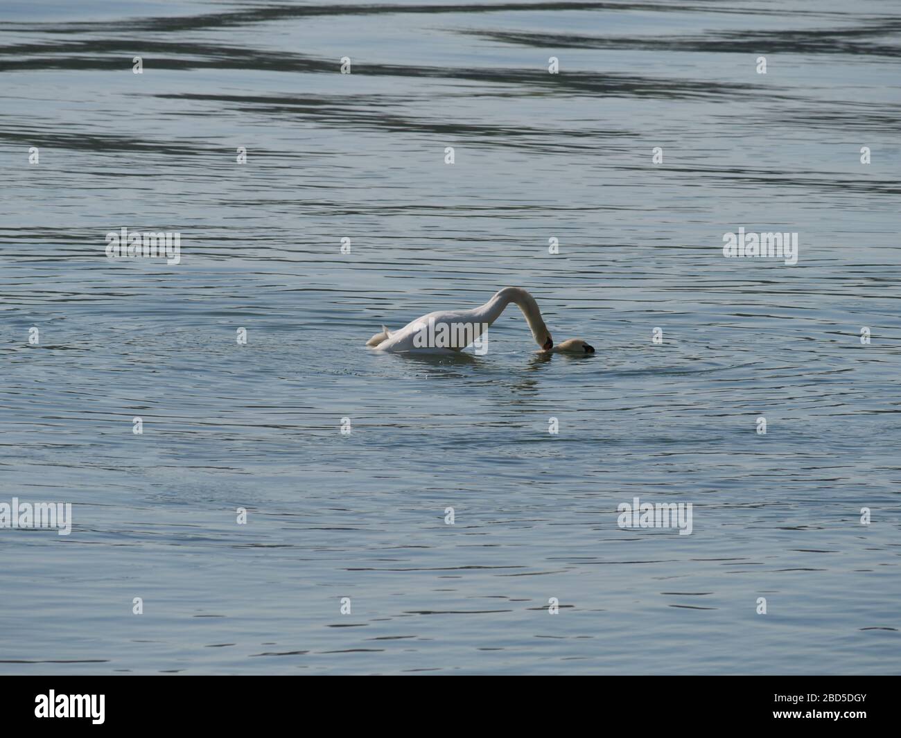 cisnes emparejando en un río Foto de stock