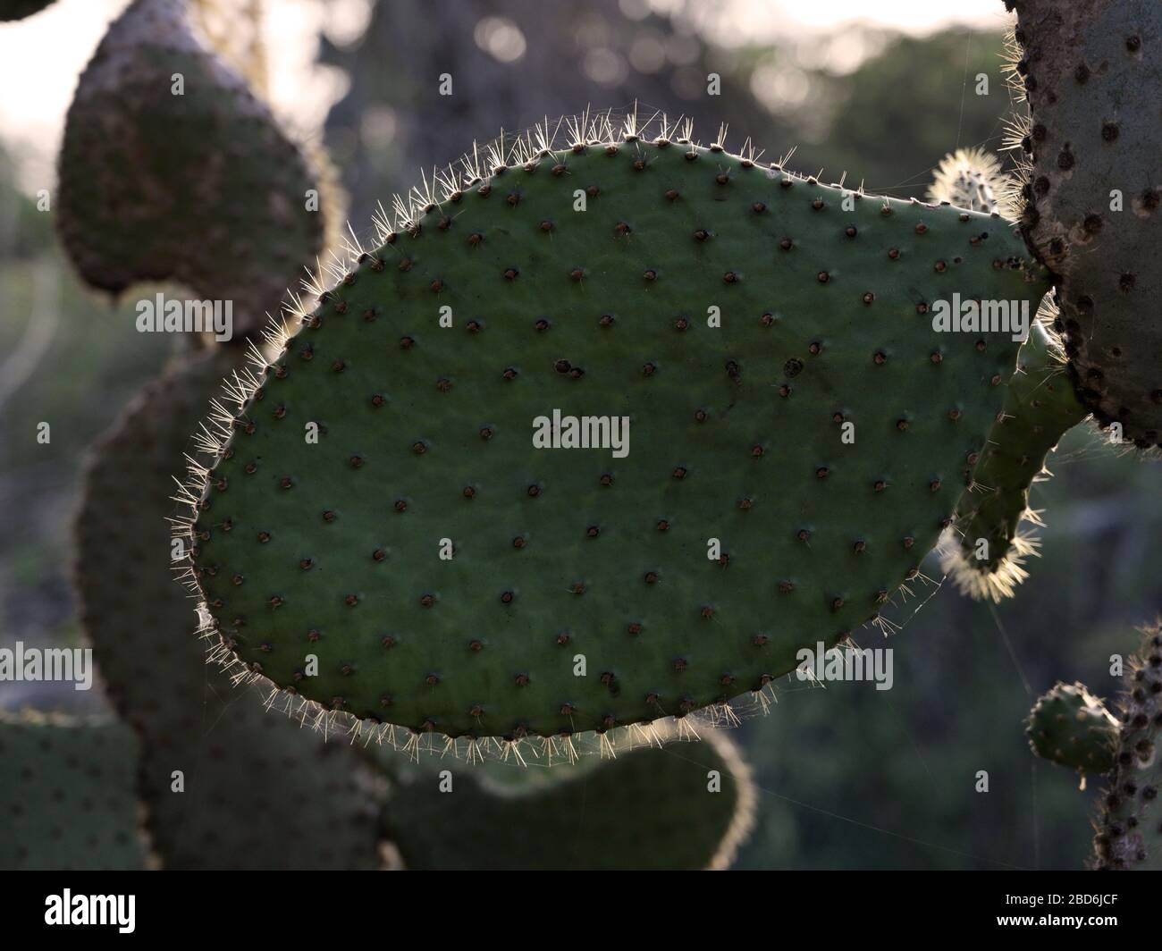Cactus gigante de pera espinosa Opuntia echios gigantea Foto de stock