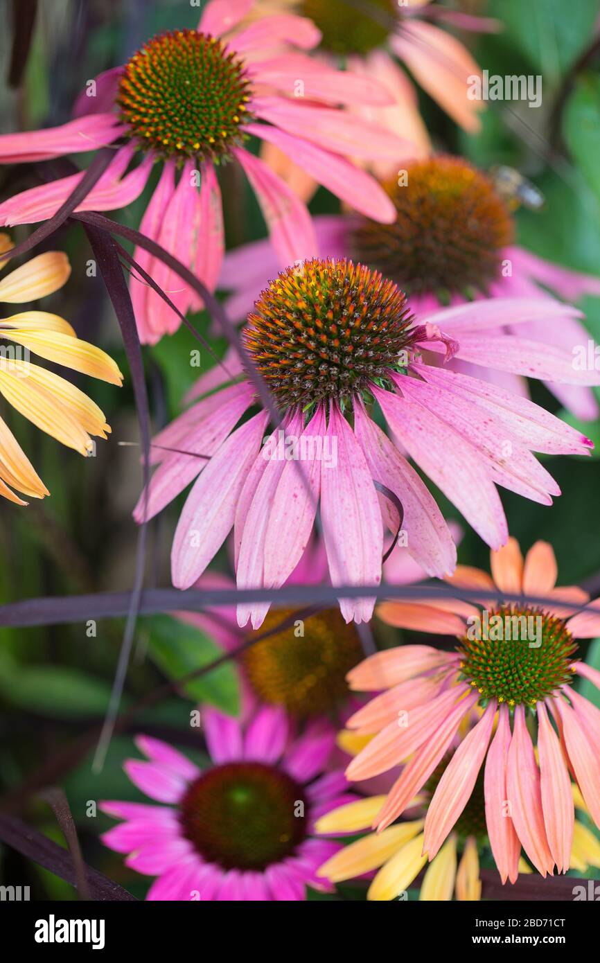 Conefroras (Echinacea) en diferentes colores Foto de stock