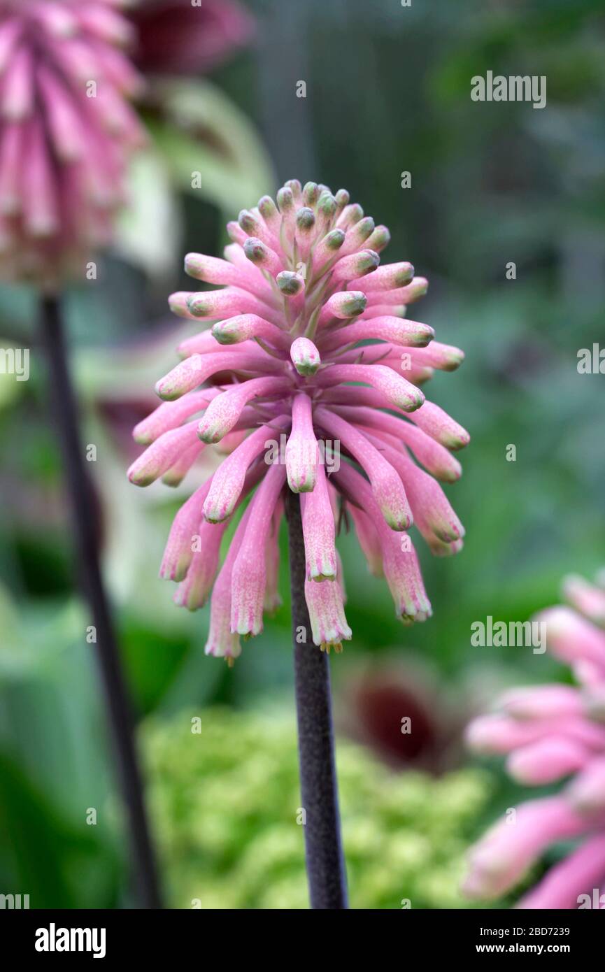 Veltheimia bracteata flores que crecen en un entorno protegido. Foto de stock