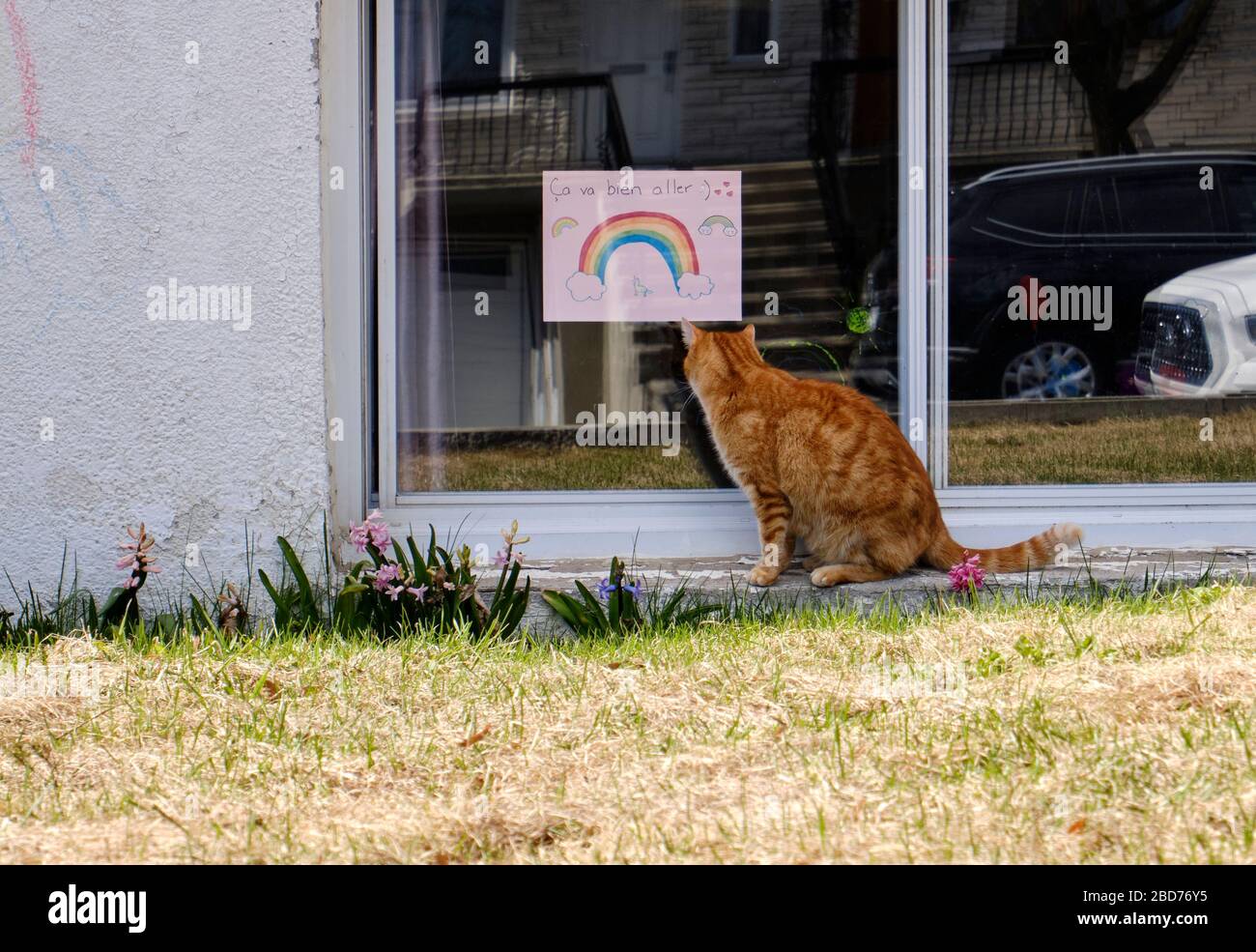 Gato mirando la ventana de la casa con dibujos de arco iris y el eslogan 'ca va bien Aller' como mensaje de esperanza parte del movimiento durante CoVID19 Foto de stock