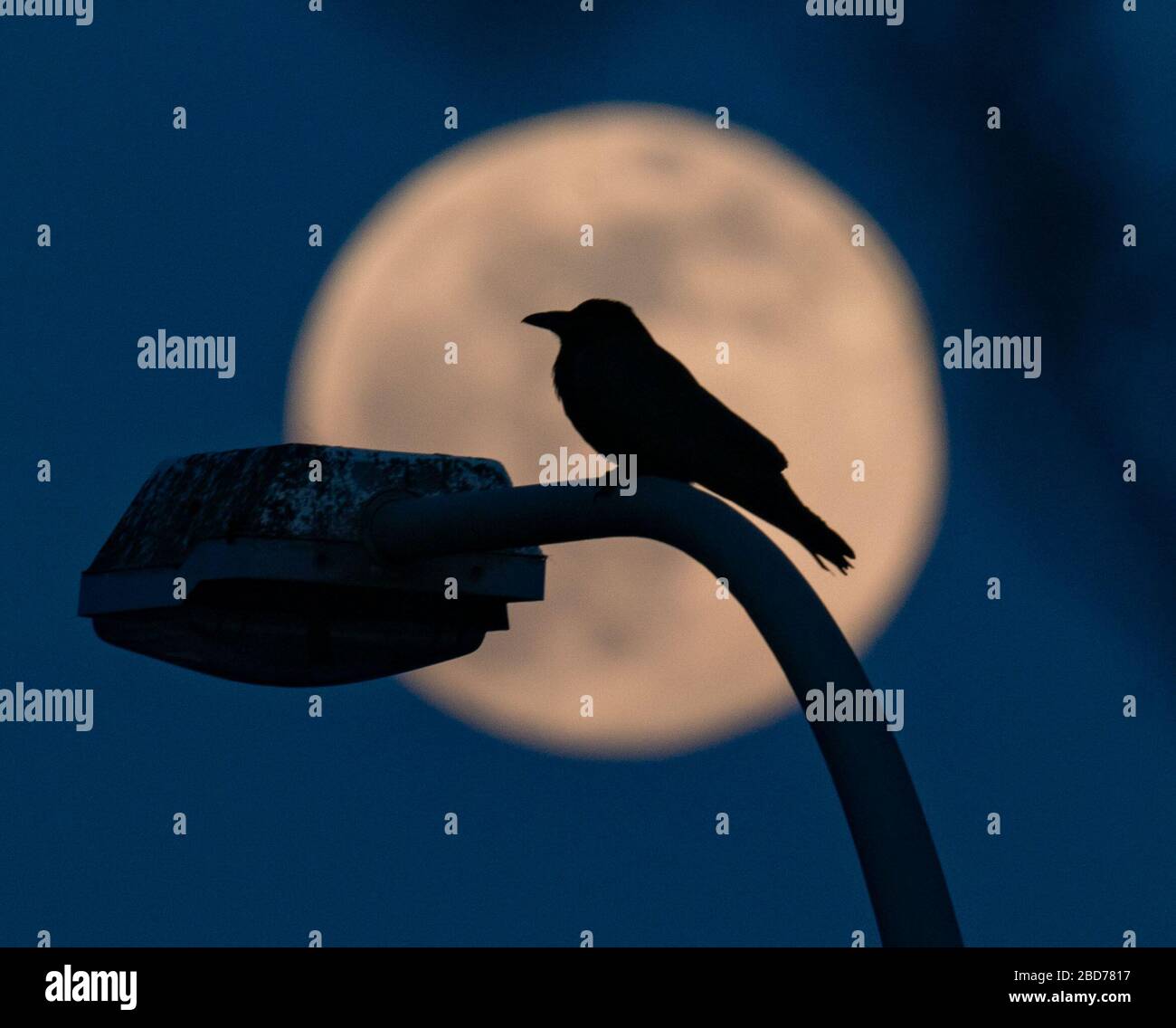 07 de abril de 2020, Hessen, Frankfurt/Main: Un cuervo se sienta en una linterna mientras la luna se eleva en el horizonte como la llamada superluna. La luna alcanza su perigeo, es decir, el punto más cercano a la órbita de la Tierra, en la noche del 7-8 de abril como luna llena y por lo tanto parece particularmente grande para el observador humano. Foto: Frank Rumpenhorst/dpa Foto de stock