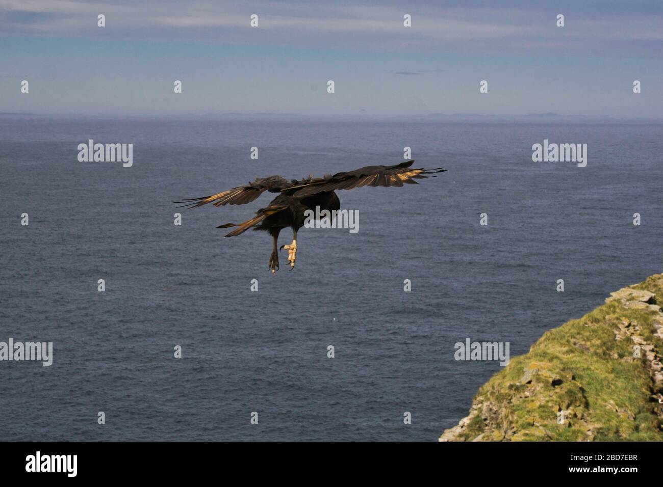 Un pájaro despega sobre el agua en las Islas Malvinas Foto de stock