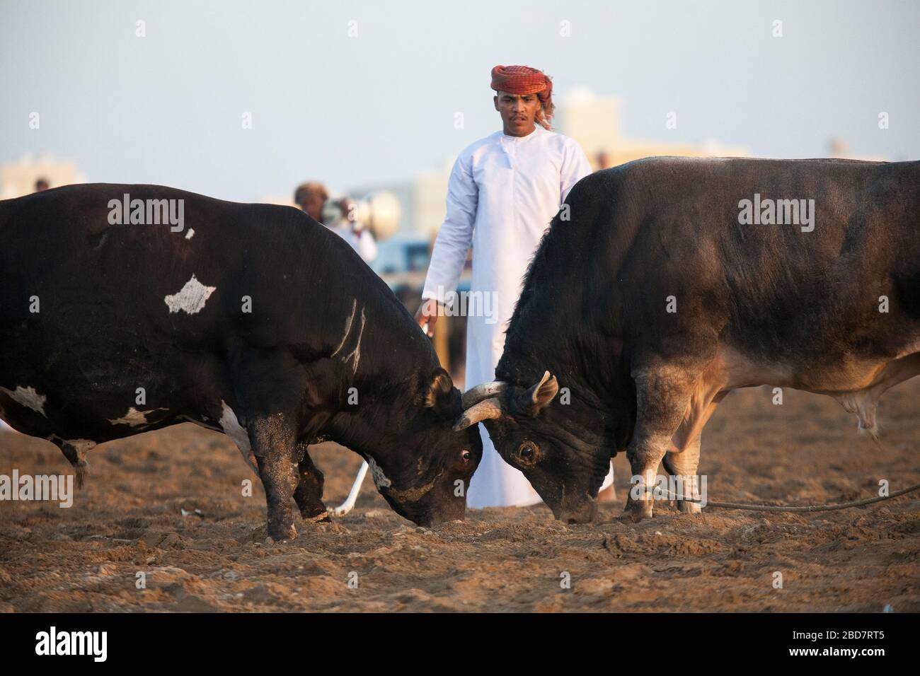 Acción de lucha de toros entre los toros brahmin ganadores del gran premio en la corrida de toros semanal, Barka, cerca de Muscat, Omán Foto de stock