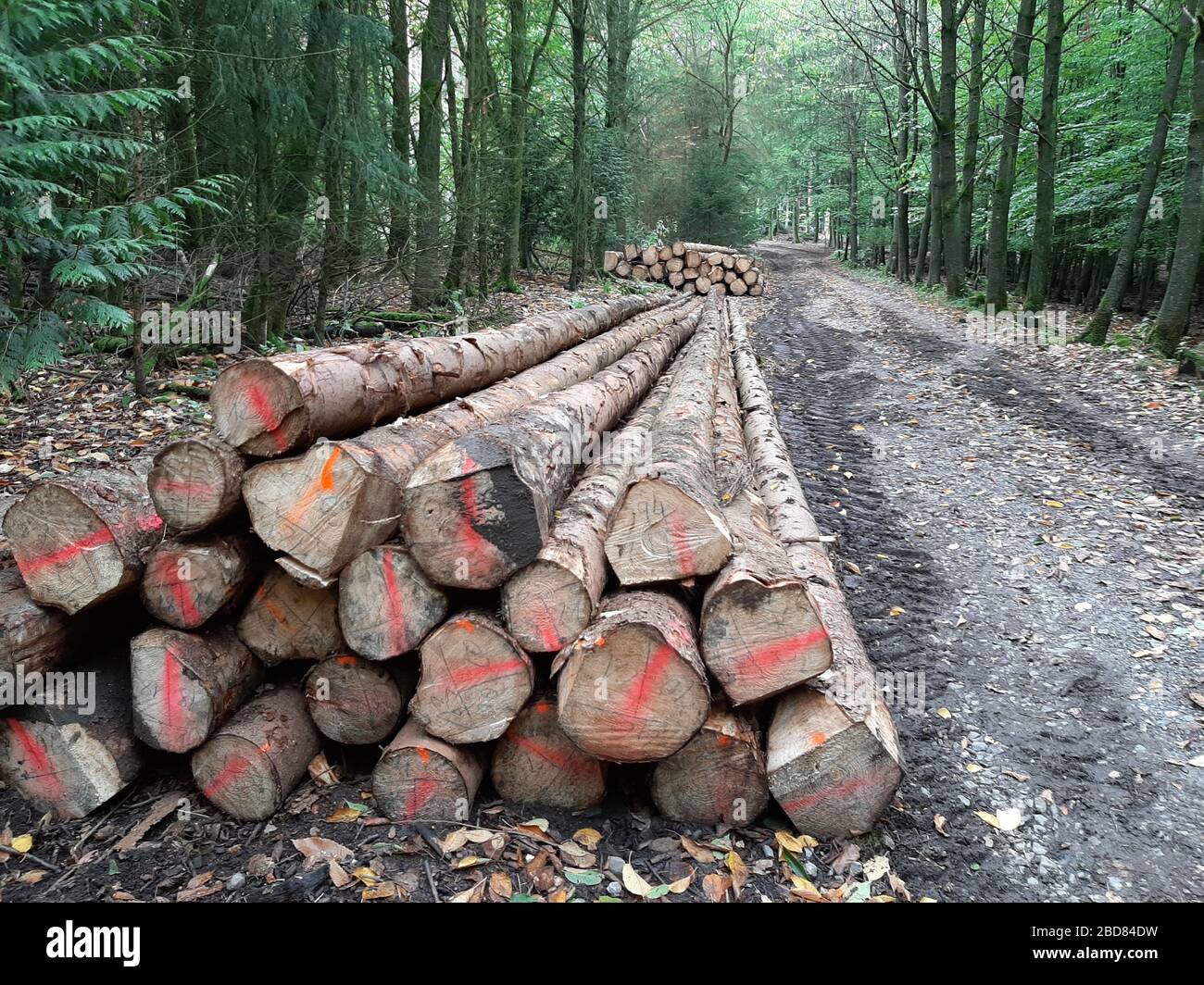 Abeto noruego (Picea abies), maderas largas, rayas de corteza y marcadas en la vía de servicio forestal, Alemania Foto de stock