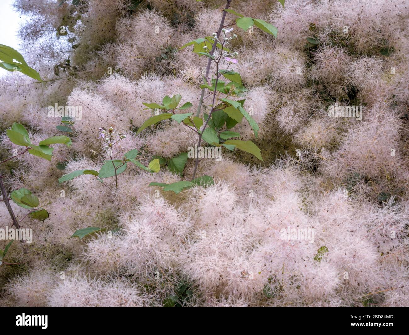 Sumach veneciano, smoketree (Cotinus coggygria, Rhus cotinus), fructificación, Croacia Foto de stock