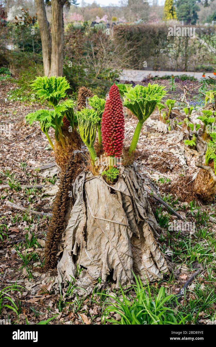 Gunnera tinctoria, el ruibarbo gigante o ruibarbo chileno, nativo del sur de Chile y Argentina, en el Jardín de RHS, Wisley, Surrey en primavera Foto de stock