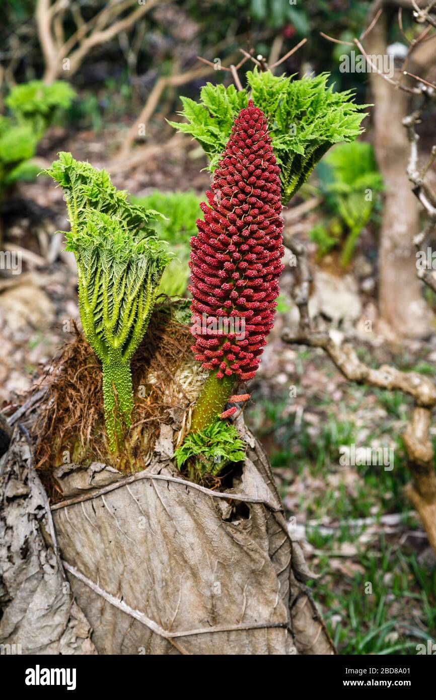 Gunnera tinctoria, el ruibarbo gigante o ruibarbo chileno, nativo del sur de Chile y Argentina, en el Jardín de RHS, Wisley, Surrey en primavera Foto de stock