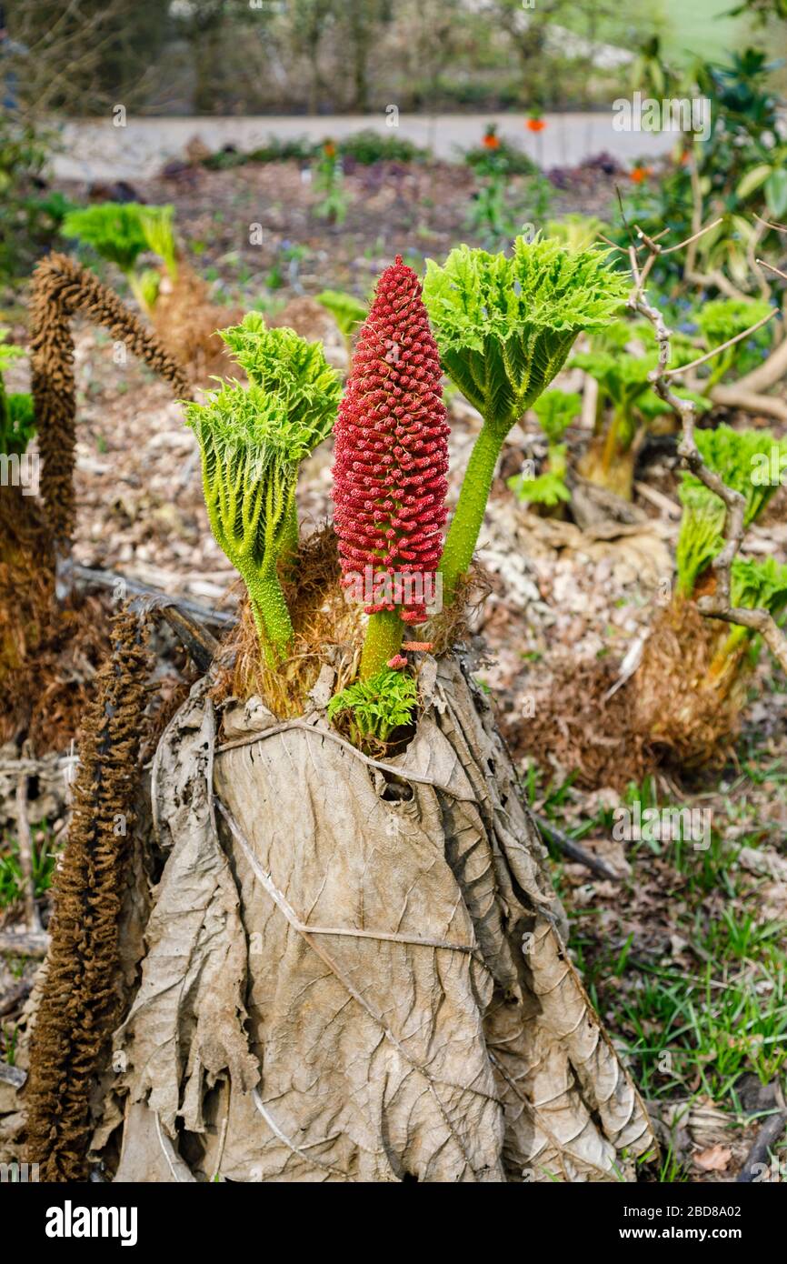 Gunnera tinctoria, el ruibarbo gigante o ruibarbo chileno, nativo del sur de Chile y Argentina, en el Jardín de RHS, Wisley, Surrey en primavera Foto de stock