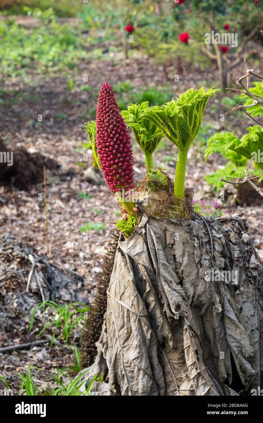 Gunnera tinctoria, el ruibarbo gigante o ruibarbo chileno, nativo del sur de Chile y Argentina, en el Jardín de RHS, Wisley, Surrey en primavera Foto de stock