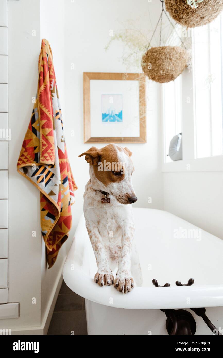 el cachorro mut se inclina hacia las patas delanteras en una bañera con patas en un baño estilizado Foto de stock