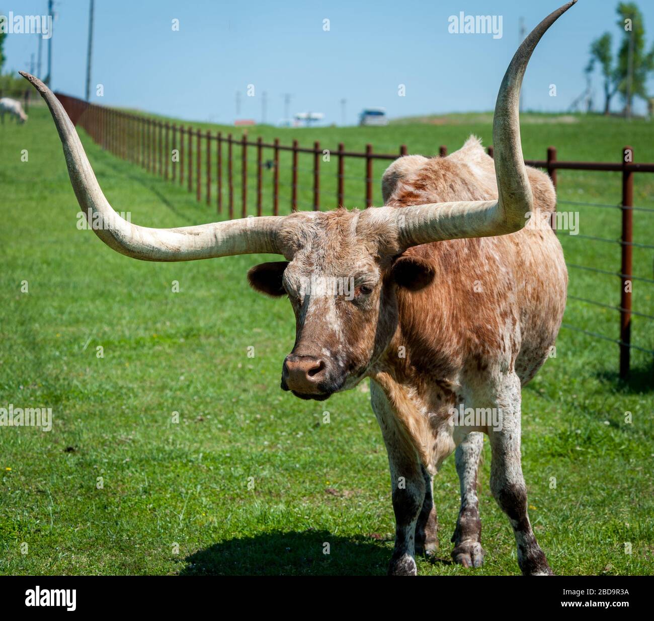 Ganado Longhorn en pastura en el rancho Foto de stock