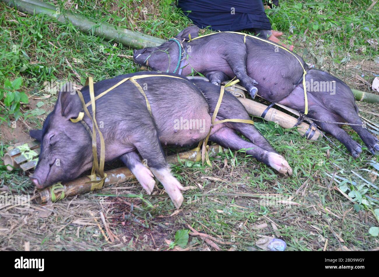 Cerdos confinados para ser servidos en una ceremonia funeraria en Toraja, Indonesia. Foto de stock