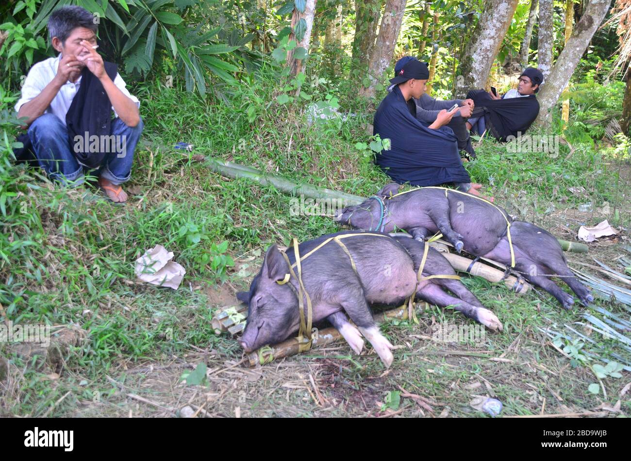 Hombres y cerdos confinados que serán llevados a una ceremonia funeraria en Toraja. Foto de stock