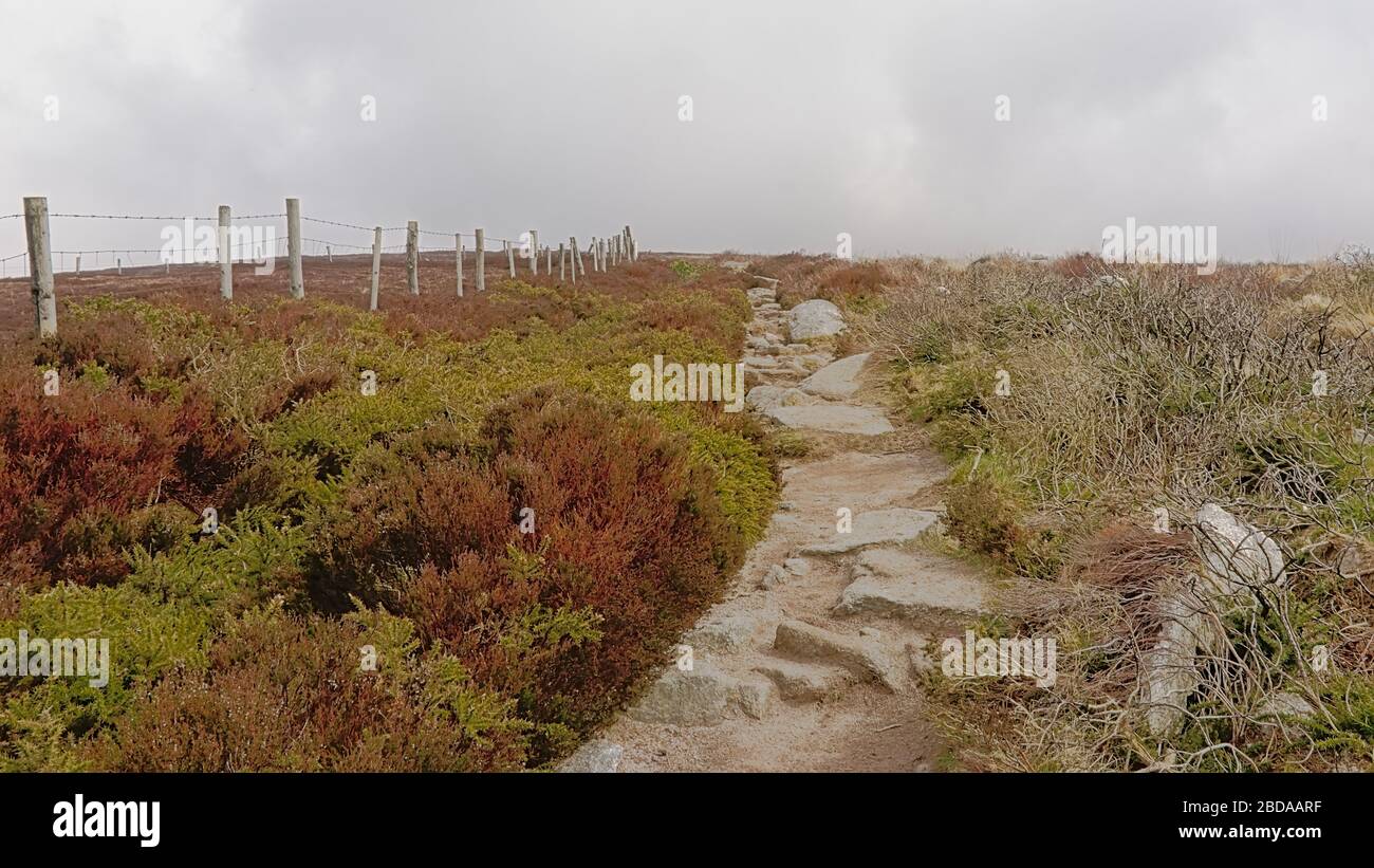 Ruta de senderismo a lo largo de una valla con postes de madera a través de la brezal en las montañas niebla Ticknock, Dublín, Irlanda Foto de stock