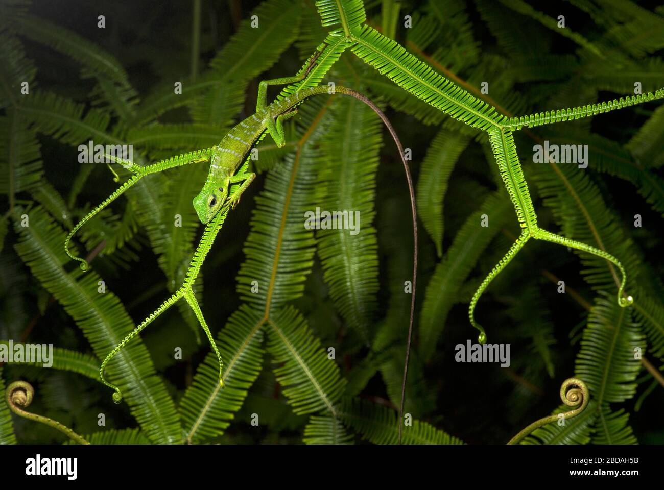 Lagarto verde (Bronchocela cristatella), familia Agamidae, Parque Nacional de Kubah, Kuching, Sarawak, Borneo, Malasia Foto de stock