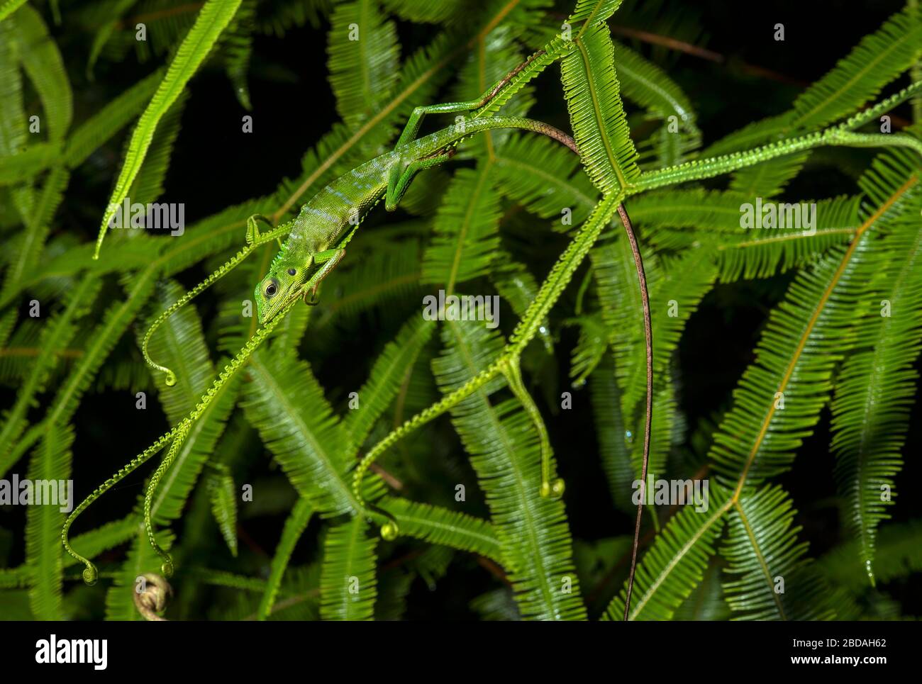 Lagarto verde (Bronchocela cristatella), familia Agamidae, Parque Nacional de Kubah, Kuching, Sarawak, Borneo, Malasia Foto de stock