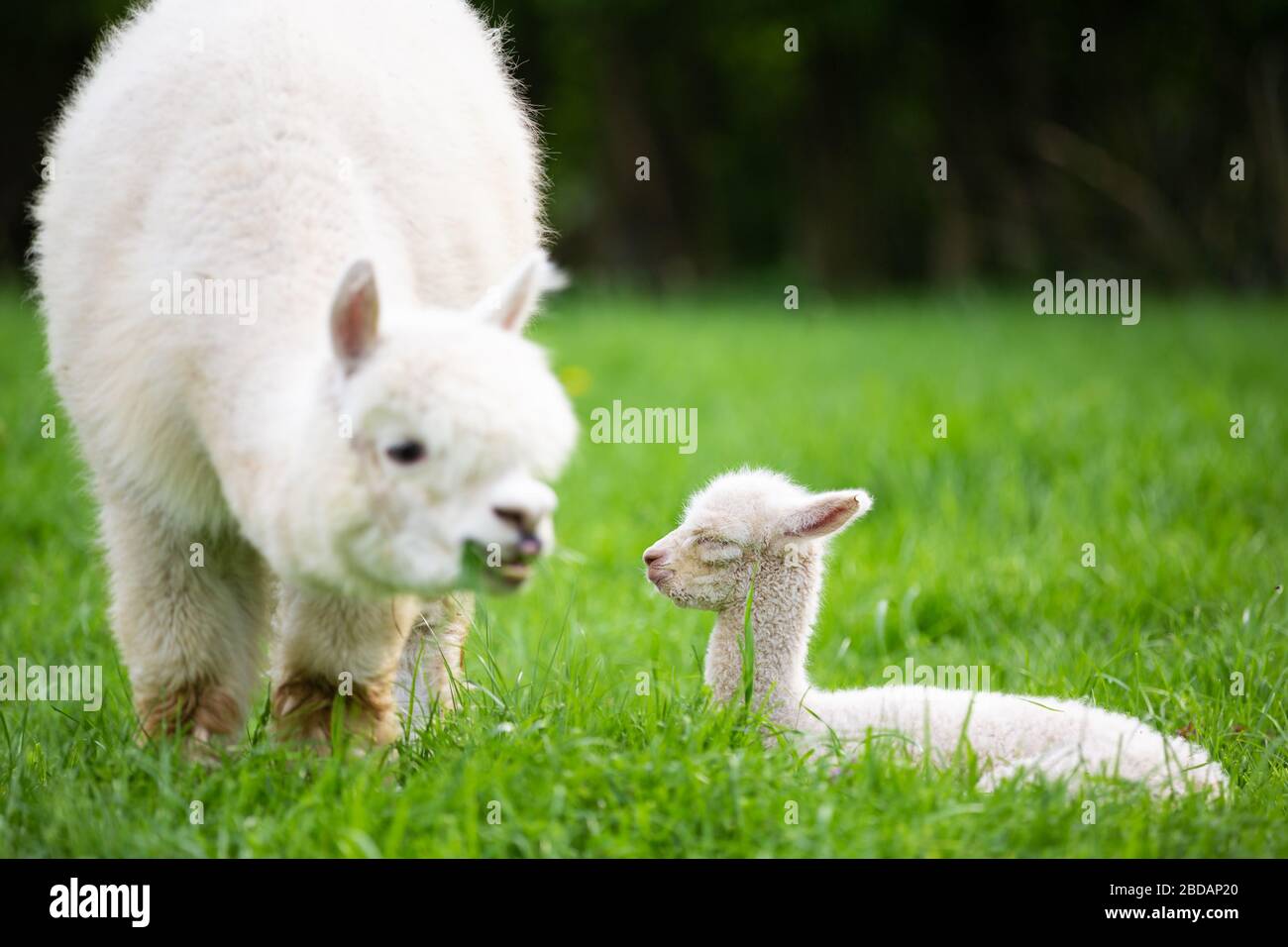 Joven Alpaca con madre en un prado, mamífero sudamericano Foto de stock