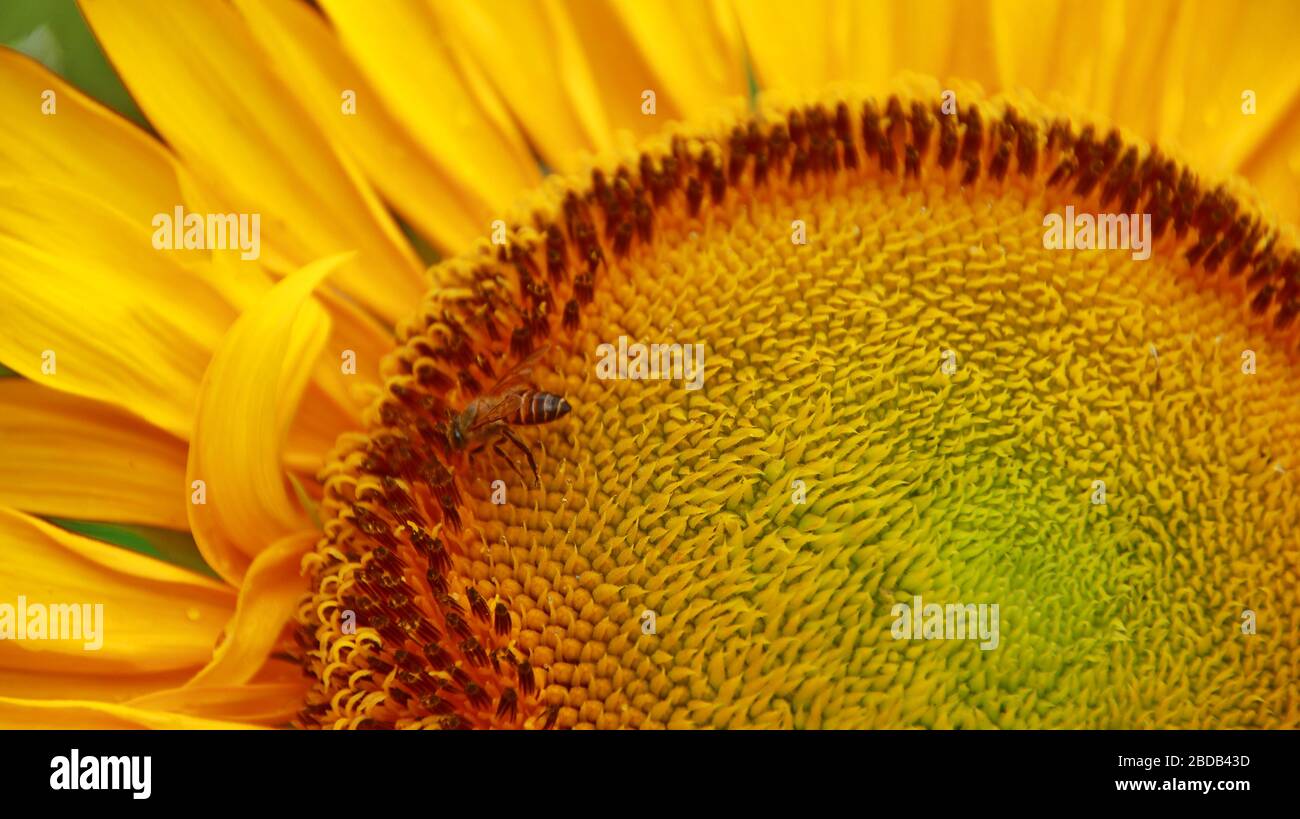Girasoles y abejas que buscan néctar en un jardín, selectivamente enfocado, borroso y desenfocado Foto de stock