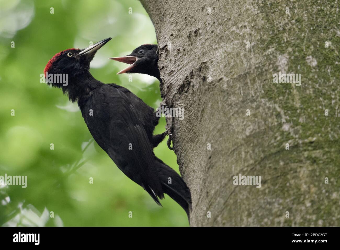 Carpintero negro ( Dryocopus martius ) alimentando a los jóvenes anidando, vida silvestre, Europa. Foto de stock