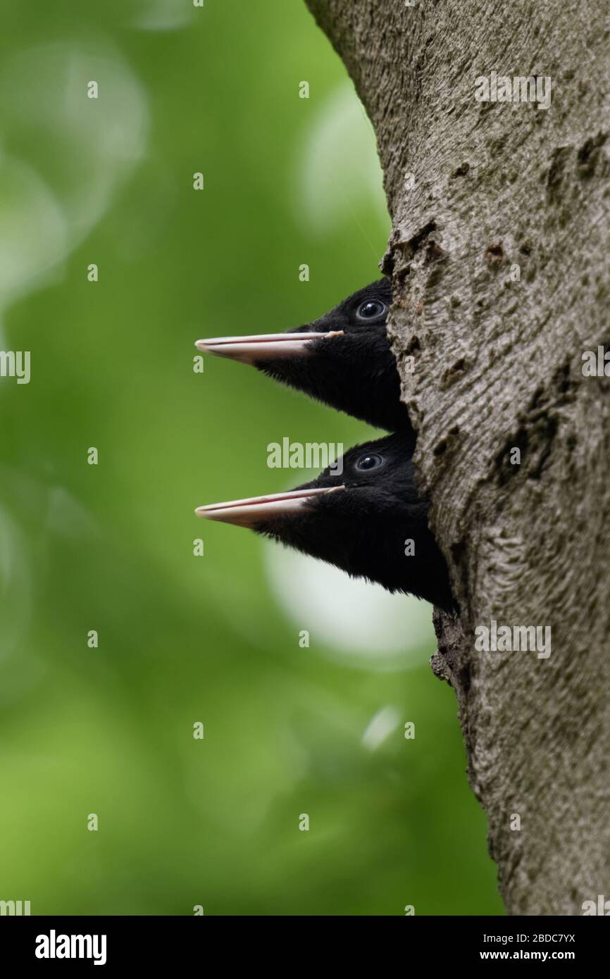 Black Woodpecker ( Dryocopus martius ) aves jóvenes, hermanos, observando fuera de su agujero de anidado, se ve divertido, la vida silvestre, Europa. Foto de stock